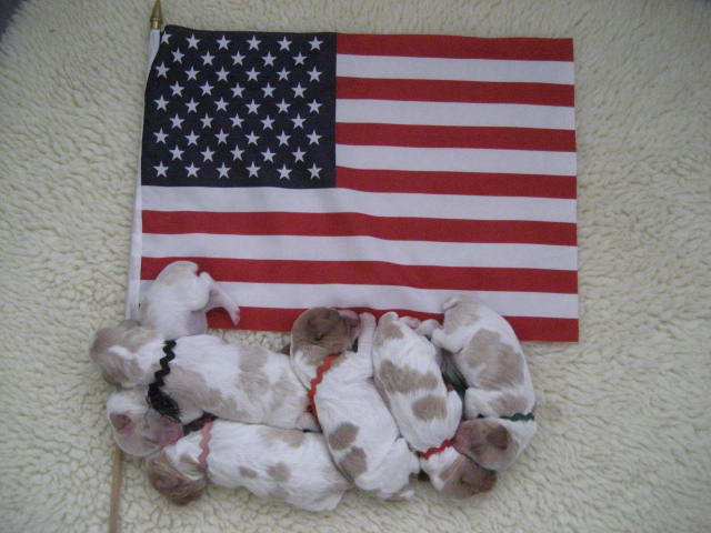 Brittany Puppies